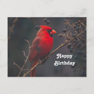 Wildlife Red Kardinal Foto Geburtstag Postkarte