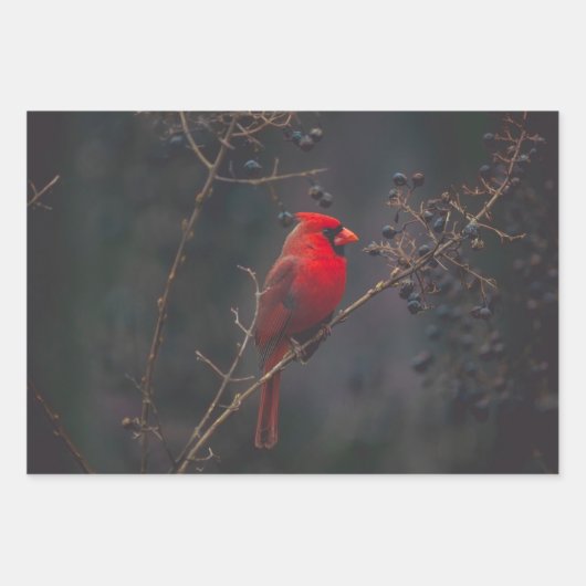 Wildlife Red Kardinal Foto Geschenkpapier Set (Vorderseite)