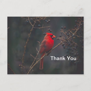 Wildlife Red Kardinal Foto Postkarte