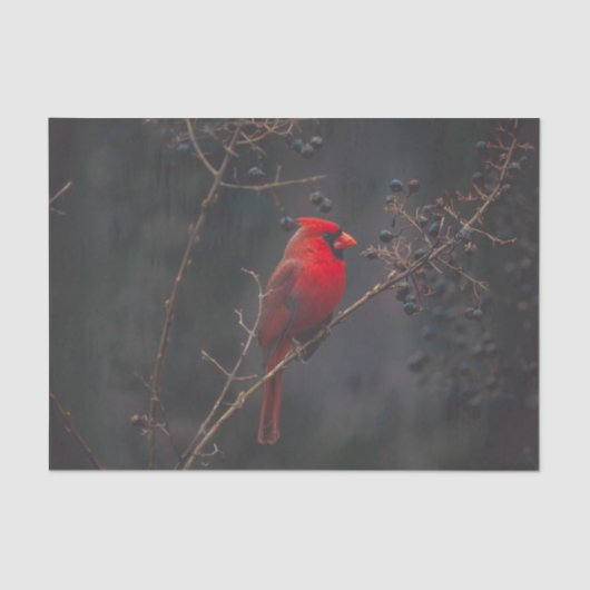 Wildlife Red Kardinal Foto Seidenpapier (Vorderseite)