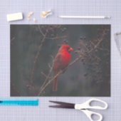 Wildlife Red Kardinal Foto Seidenpapier (Handwerk)