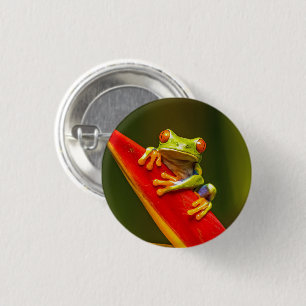 Wildlife Red Mit Augen Tree Frog Foto Button