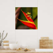 Wildlife Red Mit Augen Tree Frog Foto Poster (Küche)
