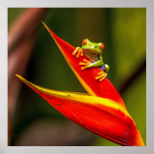 Wildlife Red Mit Augen Tree Frog Foto