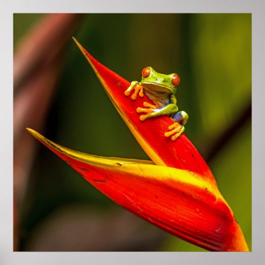 Wildlife Red Mit Augen Tree Frog Foto Poster (Vorne)