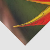 Wildlife Red Mit Augen Tree Frog Foto Seidenpapier (Ausschnitt)