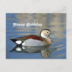 Wildlife Ringed Aquamarin Duck Foto Geburtstag Postkarte