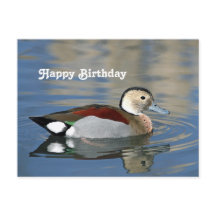 Wildlife Ringed Aquamarin Duck Foto Geburtstag