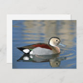 Wildlife Ringed Aquamarin Duck Foto Postkarte (Vorne/Hinten)