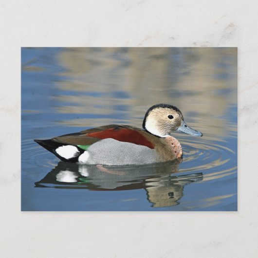 Wildlife Ringed Aquamarin Duck Foto Postkarte (Vorderseite)