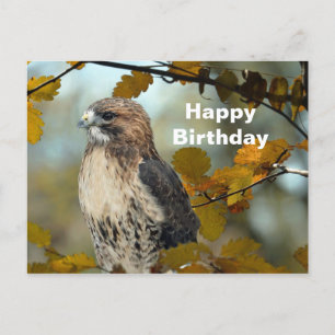 Wildlife Rot Schwanzhabicht Herbst Foto Geburtstag Postkarte