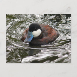 Wildlife Ruddy Duck Foto Vielen Dank Postkarte