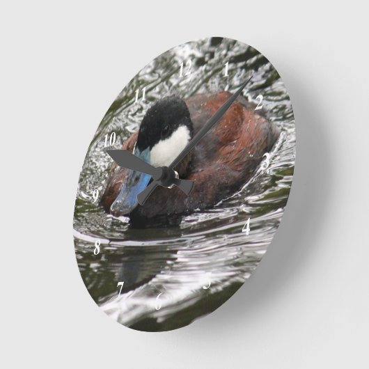 Wildlife Ruddy Duck Photo Runde Wanduhr (Winkel)