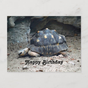 Wildlife Schildkröte Reptil Foto Geburtstag Postkarte