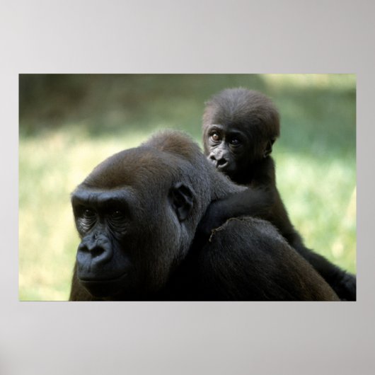 Wildlife Set - Gorilla Nahes Poster (Vorne)
