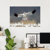 Wildlife Snow Gose Foto Poster (Heimbüro)