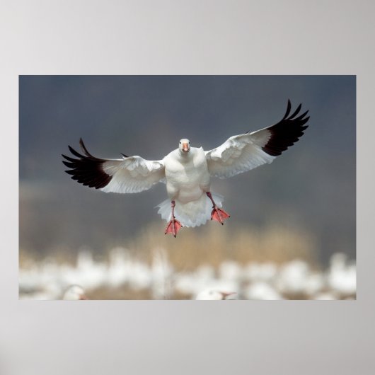 Wildlife Snow Gose Foto Poster (Vorne)