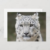 Wildlife Snow Leopard Nahkampf Postkarte (Vorne/Hinten)