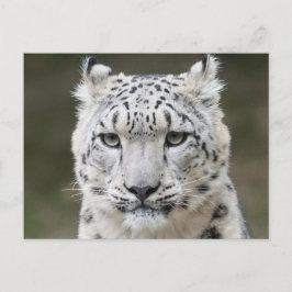 Wildlife Snow Leopard Nahkampf Postkarte