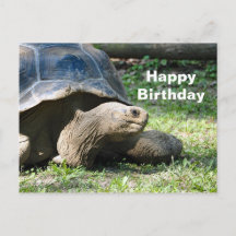 Wildlife Tortoise Foto Geburtstag