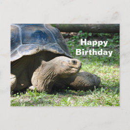 Wildlife Tortoise Foto Geburtstag Postkarte