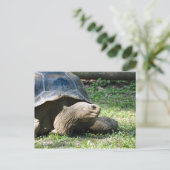 Wildlife Tortoise Foto Postkarte (Stehend Vorderseite)