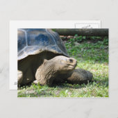 Wildlife Tortoise Foto Postkarte (Vorne/Hinten)
