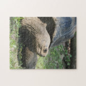 Wildlife Tortoise Foto Puzzle (Horizontal)