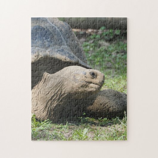 Wildlife Tortoise Foto Puzzle (Vertikal)