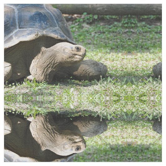 Wildlife Tortoise Foto Stoff (Nahaufnahme)