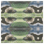 Wildlife Tortoise Foto Stoff (Muster)
