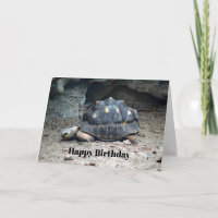 Wildlife Tortoise Reptile Foto Geburtstag