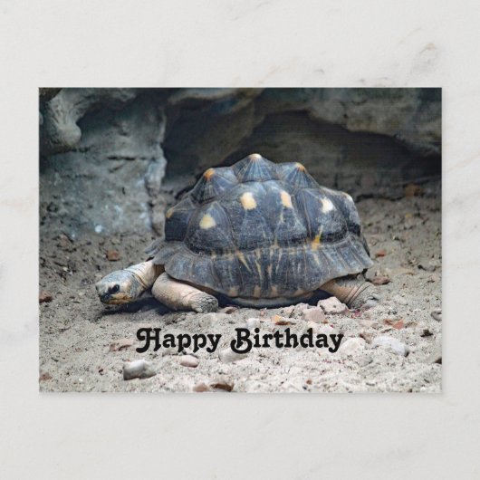 Wildlife Tortoise Reptile Foto Geburtstag Postkarte (Vorderseite)