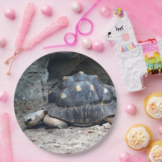 Wildlife Tortoise Reptile Foto Pappteller (Party)