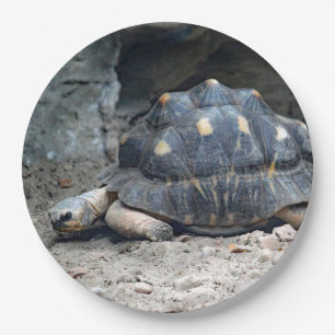Wildlife Tortoise Reptile Foto Pappteller