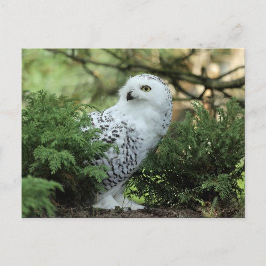 Wildlife White Owl Foto Postkarte (Vorderseite)