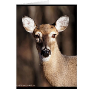 Wildlife Whitetail Deer Doe Portrait