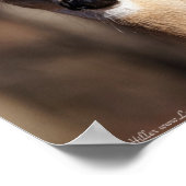 Wildlife Whitetail Deer Doe Portrait Poster (Ecke)