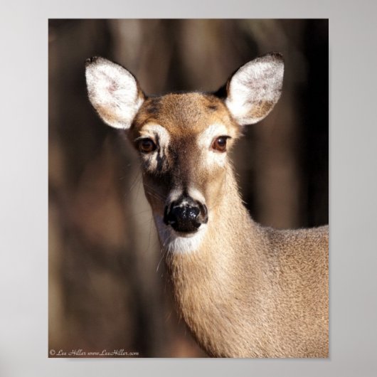 Wildlife Whitetail Deer Doe Portrait Poster (Vorne)