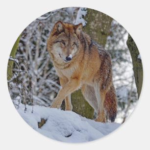 Wildlife Wolf Snow Foto Runder Aufkleber
