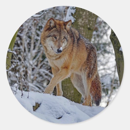 Wildlife Wolf Snow Foto Runder Aufkleber (Vorderseite)