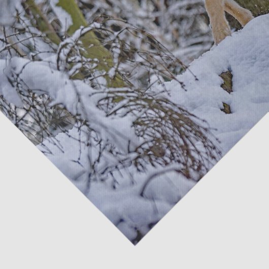 Wildlife Wolf Snow Foto Seidenpapier (Ausschnitt)