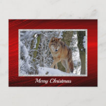 Wildlife Wolf Snow Foto Weihnachten