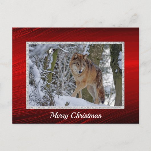 Wildlife Wolf Snow Foto Weihnachten Postkarte (Vorderseite)