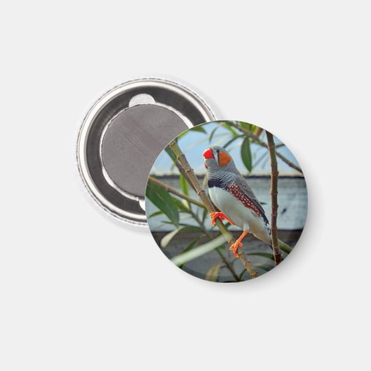 Wildlife Zebra Finch Foto Magnet (Vorderseite/Rückseite)