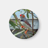 Wildlife Zebra Finch Foto Magnet (Vorne)