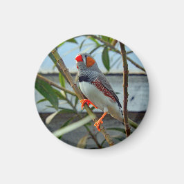 Wildlife Zebra Finch Foto Magnet