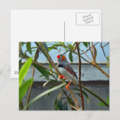Wildlife Zebra Finch Foto Postkarte (Vorne/Hinten)