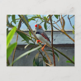 Wildlife Zebra Finch Foto Postkarte