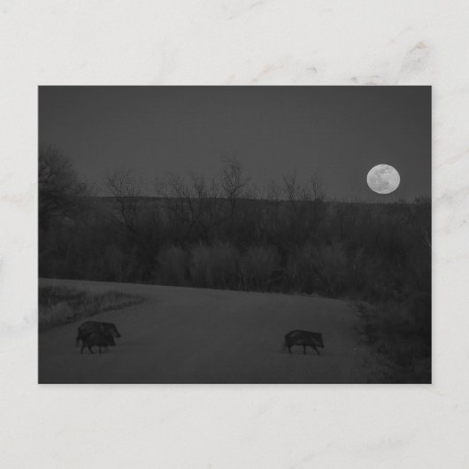 Wildmond Postkarte (Vorderseite)